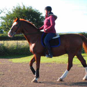 Josie Matthews Horse Training