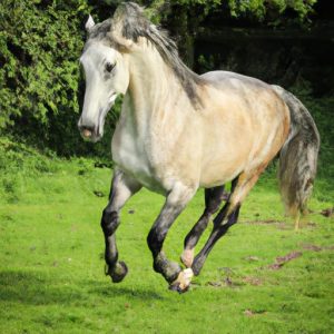 List Of 40 Horse Breeds