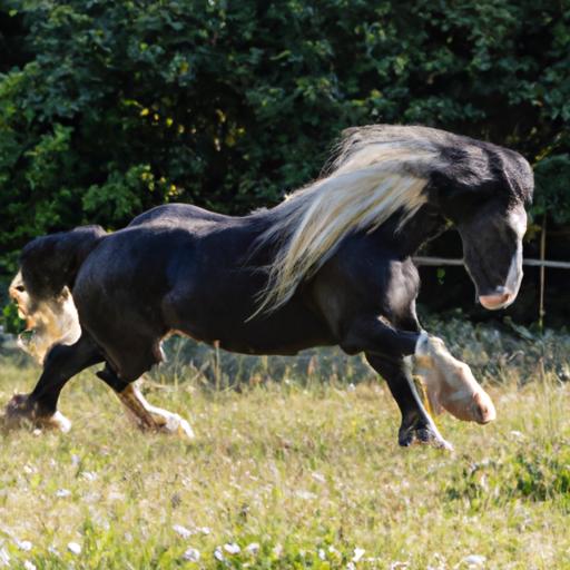 Long Haired Horse Breeds