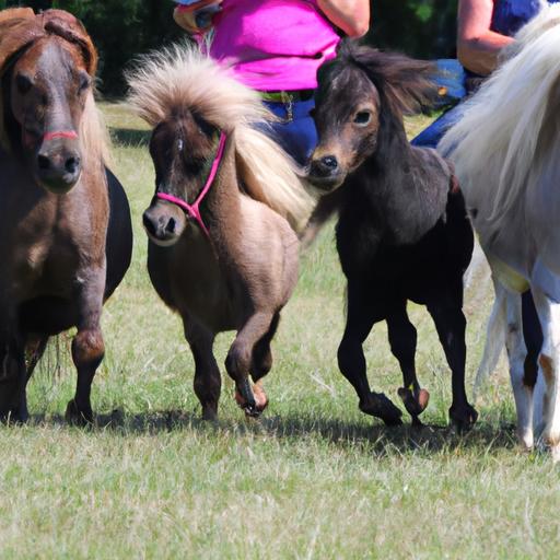 Miniature Horse Competition