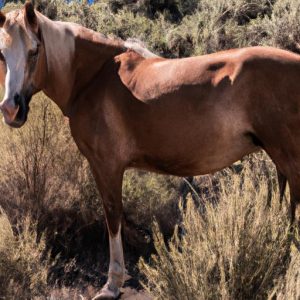 Mustang Horse Breeds