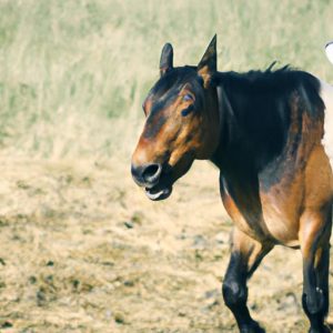 Nez Perce Horse History