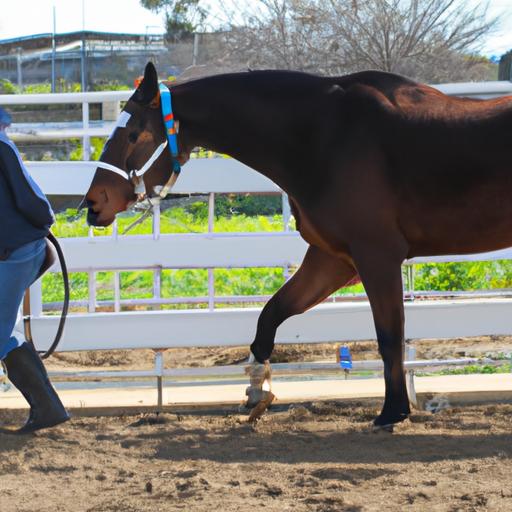 Groundwork exercises lay the foundation for a successful training journey with a rescue horse.