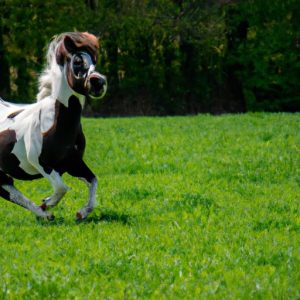 Small Horse Breeds For Riding