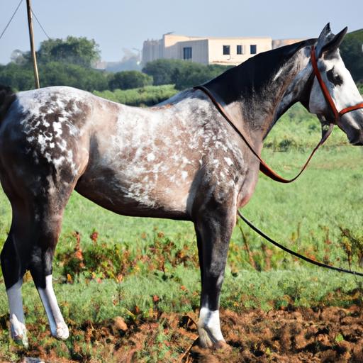 Sport Horse For Sale South Africa