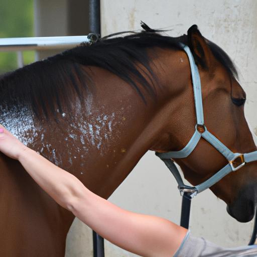 Thoroughbred Horse Care