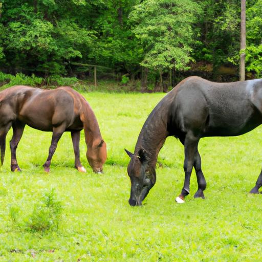 Experience the serenity of Morgan horses as they peacefully graze in nature's embrace.