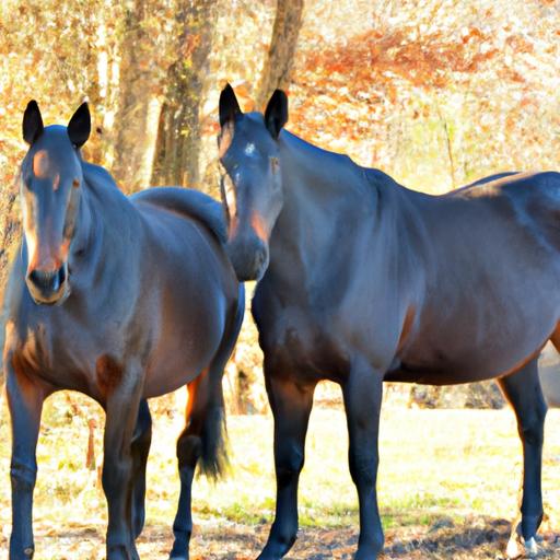 A comparison of two distinct horse breeds, highlighting their contrasting physical characteristics.