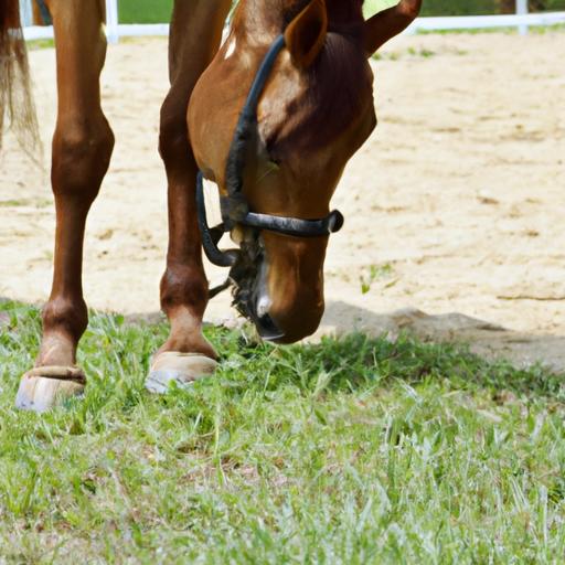A horse's body language reveals its emotions and intentions during training.