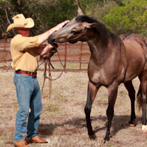 Vaquero Horse Training