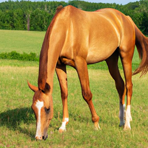 Vitamin B Natural Horse Care