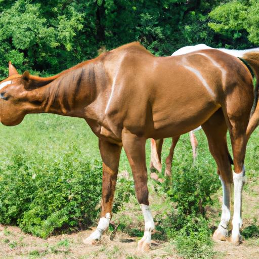 What Is Another Term For An Abnormal Horse Behavior