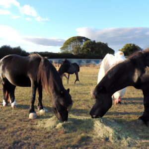 Yorkshire Horse Breeds