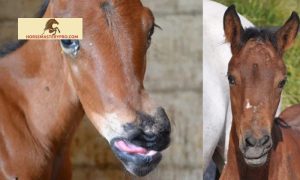 Wry Nose in Horses: Understanding and Managing a Unique Condition