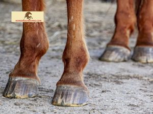 Cracking Hooves in Horses: Preventing and Addressing the Issue