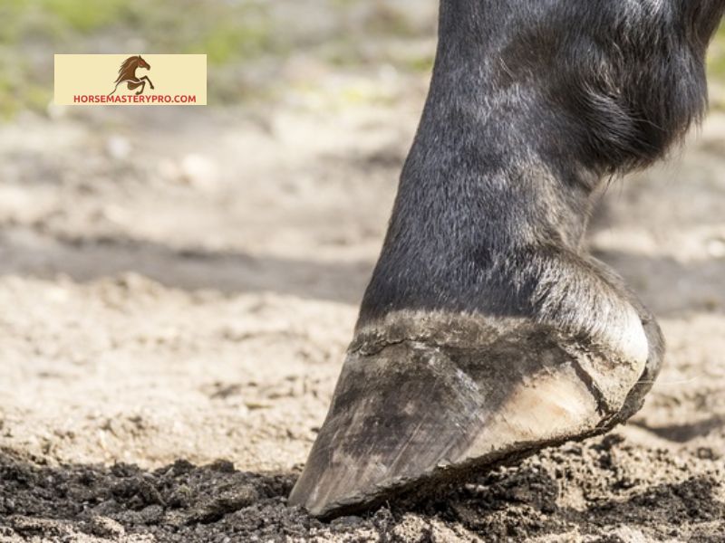 Additional Tips for Hoof Health Maintenance