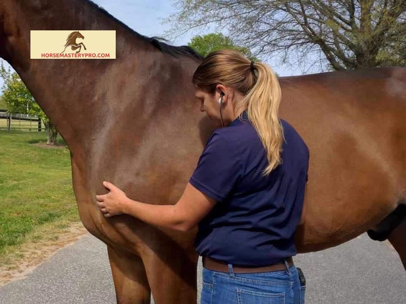 Symptoms and Signs of Heart Murmurs in Horses