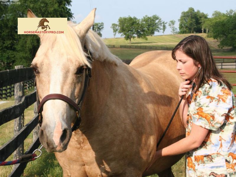 Effects and Risks of Heart Murmurs in Horses