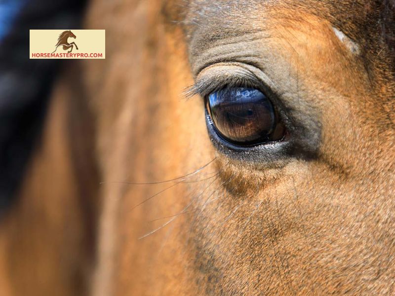 Causes of Watery Eyes in Horses
