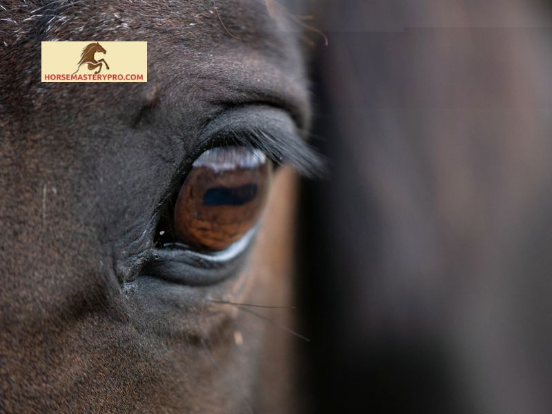 Symptoms and Signs of Watery Eyes in Horses