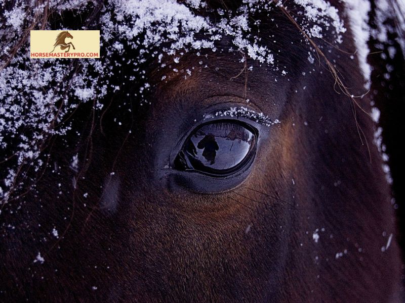Causes of Pink Eye in Horses