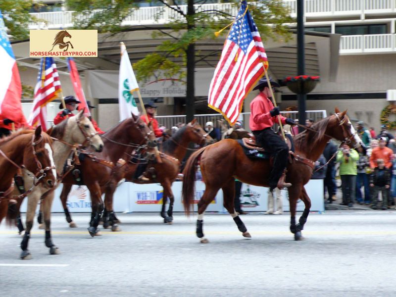 Training and Preparation of Parade Horses