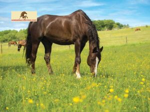 Rattlesnake Bites in Horses: Understanding the Prevalence and Ensuring Equine Safety