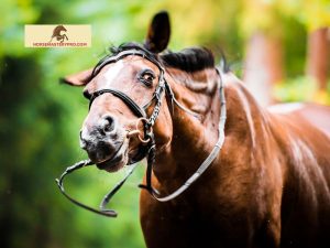 Head Shaking Syndrome in Horses: Understanding the Mystery Behind the Nod