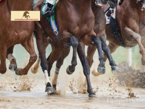 Pin Firing in Horses: Understanding the Procedure and Its Importance