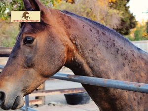 Protein Lumps on Horses: Understanding and Addressing the Significance