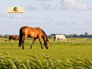 Horses in the Pasture: Nurturing the Natural Spirit