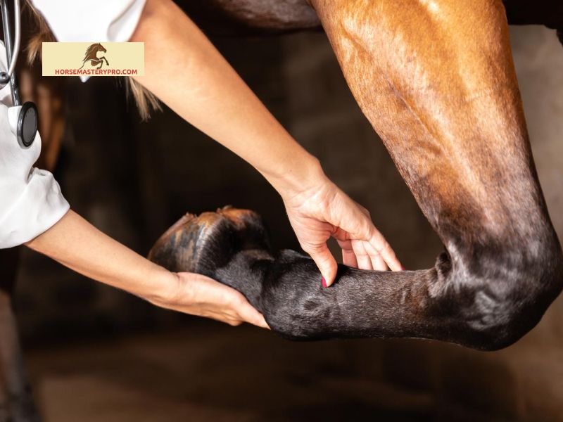 Traditional Treatment Options for Cellulitis in Horses