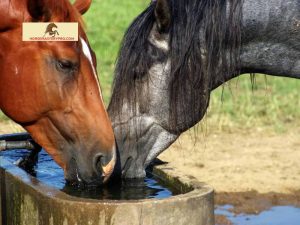 How Do Horses Drink Water: Unlocking the Secrets of Equine Hydration