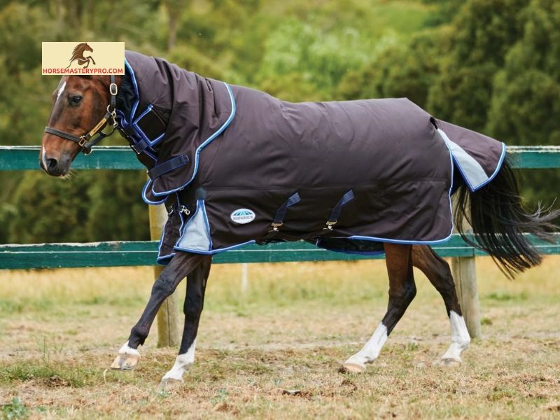 Factors to Consider in Blanketing Horses