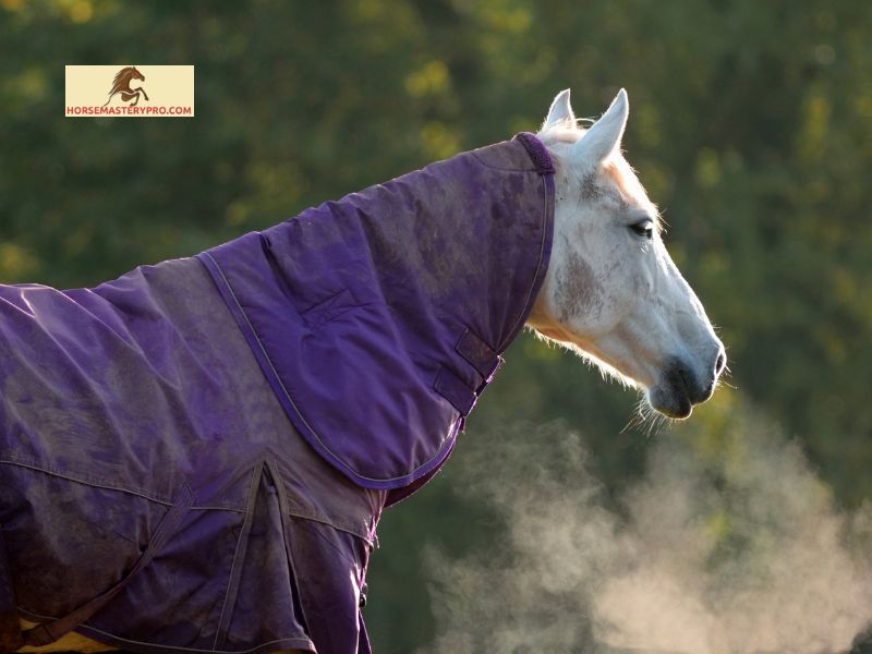Potential Risks and Drawbacks of Blanketing Horses