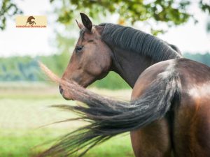 Understanding Tail Rubbing in Horses: Causes and Solutions