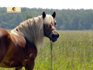 Insulin Resistance in Horses: Understanding the Hidden Culprit