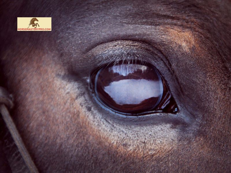 Common Types of Cancer Eye in Horses