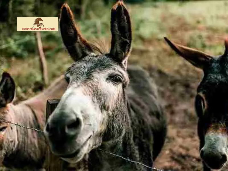 Understanding Donkeys