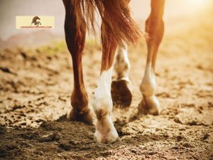 Colic Surgery on Horses: A Life-Saving Intervention