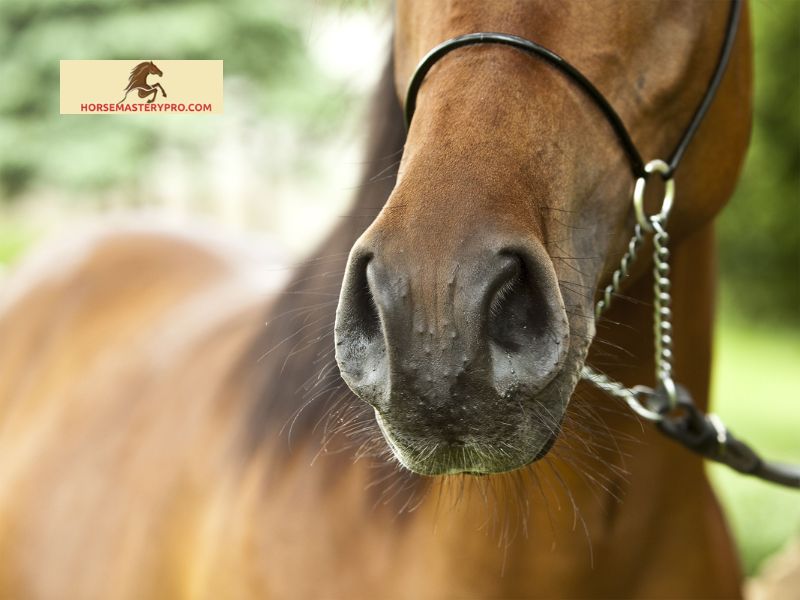Symptoms and Identification of Warts on Horses