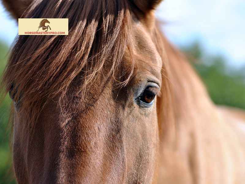 Causes of Warts on Horses