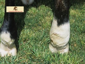 Cellulitis in Horses' Legs: Detecting and Treating Early for Optimal Recovery