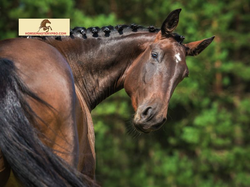 Diagnosing Wobbler Syndrome in Horses