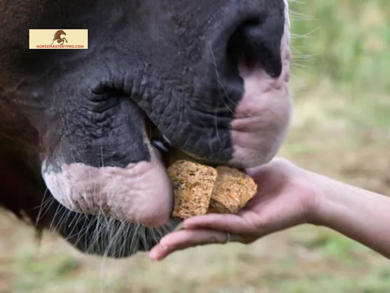 Pros and Cons of Feeding Sugar Cubes to Horses