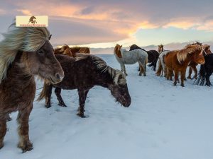 Do Horses Get Cold? Understanding Their Cold Weather Adaptations