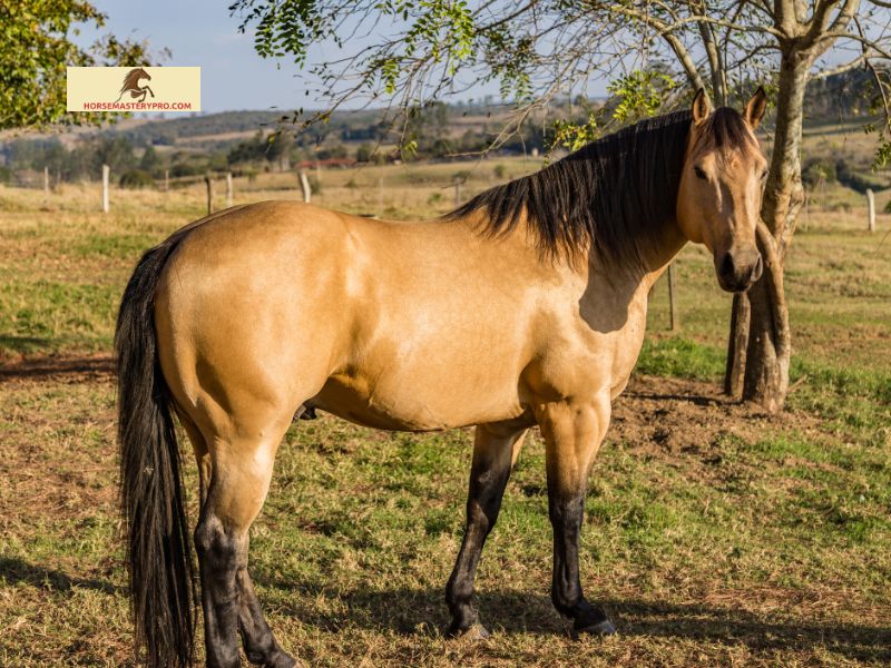 Breeding and Genetics of Shining C Grulla Horses