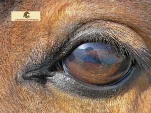 White Spot in Horse's Eye: Understanding and Addressing the Issue