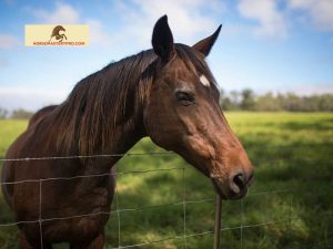 Horses with Parrot Mouth: Understanding and Managing a Common Dental Condition