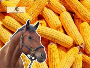 Do Horses Eat Corn: Unveiling the Dietary Needs of Equine Companions